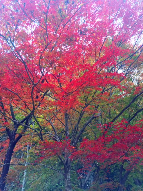 %e7%b4%85%e8%91%89%ef%bc%92