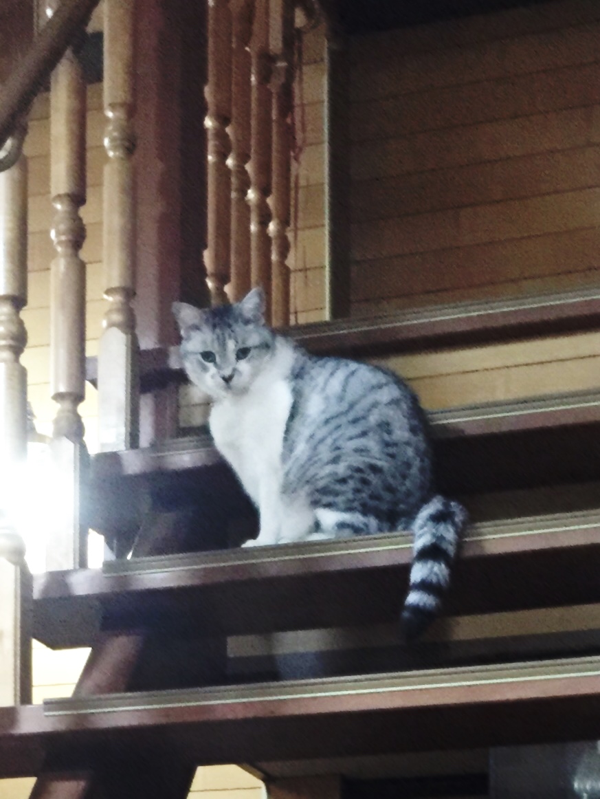 %e3%81%b2%e3%82%81%ef%bc%91