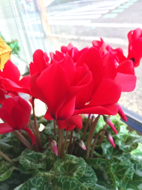 %e3%82%b7%e3%82%af%e3%83%a9%e3%83%a1%e3%83%b3%ef%bc%91