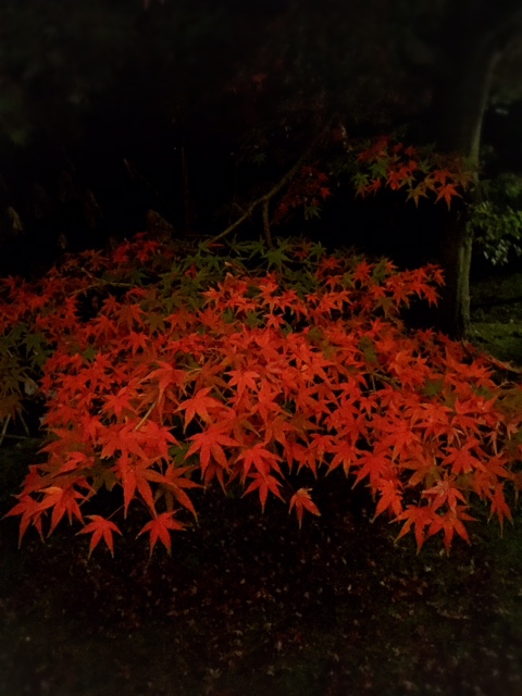 %e6%a0%97%e6%9e%97%e3%83%a9%e3%82%a4%e3%83%88%ef%bc%91